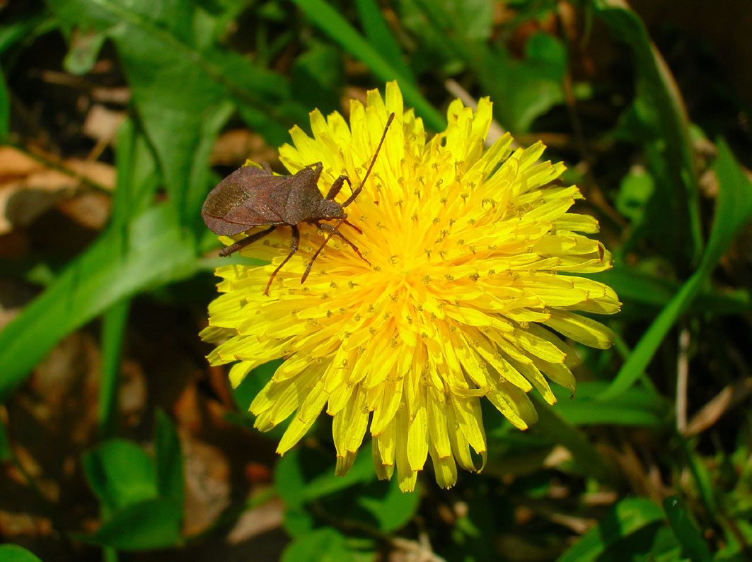 Coreus marginatus